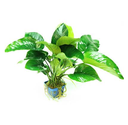 养鱼混养注意事项大全图解,新手养鱼混养推荐