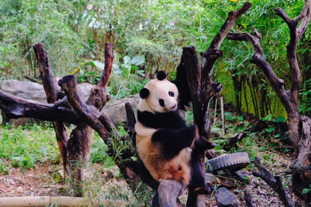 广州长隆攻略注意事项,广州长隆优惠攻略