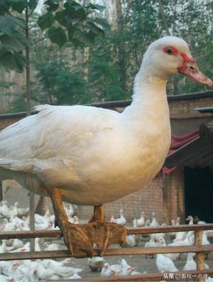 雏鸭霉菌毒素中毒,鸭毒梭菌中毒怎么治