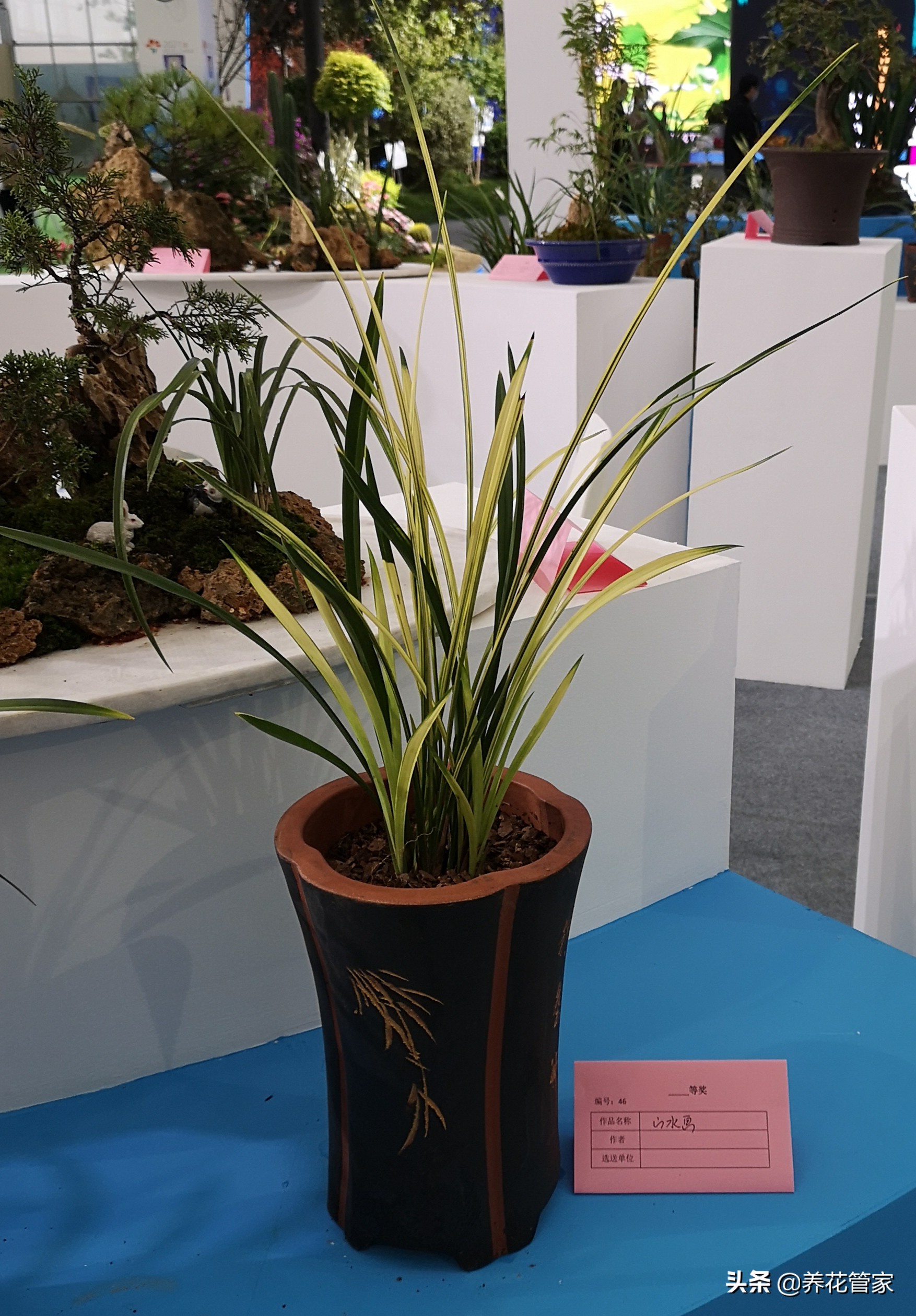 10大兰花品种你见过几个,兰花最好的十大品种