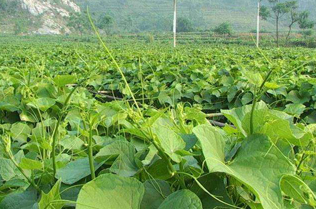 佛手瓜叶子黄是怎么回事,佛手瓜叶子发黄怎么补救