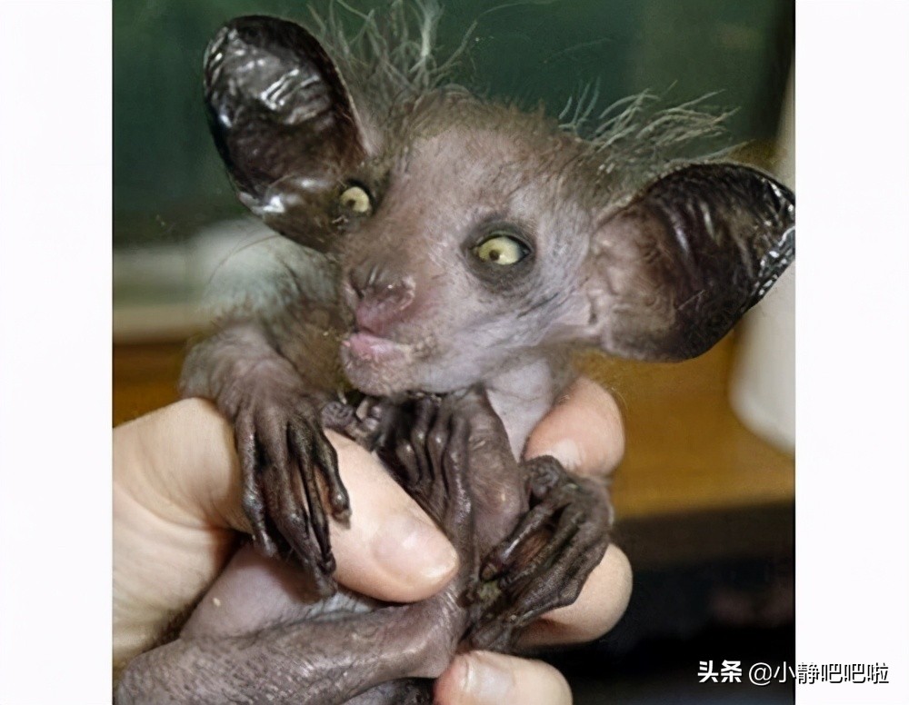 马达加斯加奇葩冷知识,你不知道的国家冷知识摩洛哥