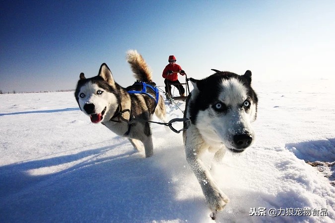 鍏荤嫍瑕佸仛鍒板畾鏈熼┍铏嫍鐙楁墠鍋ュ悍,鍏荤嫍鏃跺簲璇ュ浣曟墦棰勯槻閽堝拰椹辫櫕