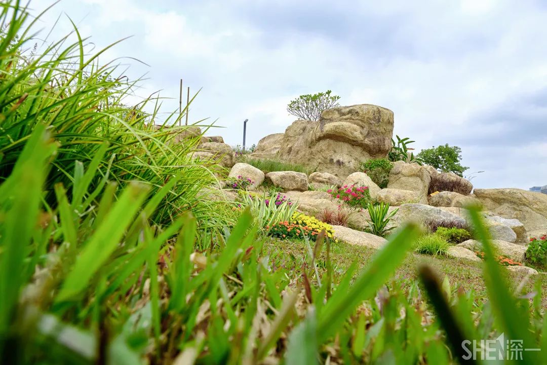 深圳龙华公园对外开放了吗,深圳市龙华新开的公园