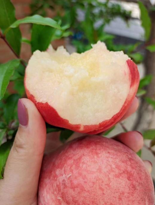 （坏果包赔）陕西水蜜桃毛桃，香甜可口，口感怡人，老少皆宜