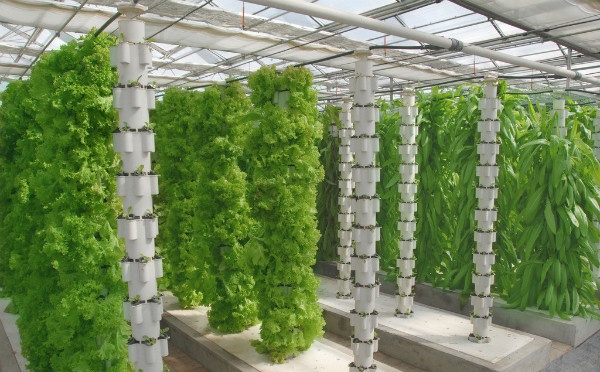 不了解这些，就不要做无土栽培了！