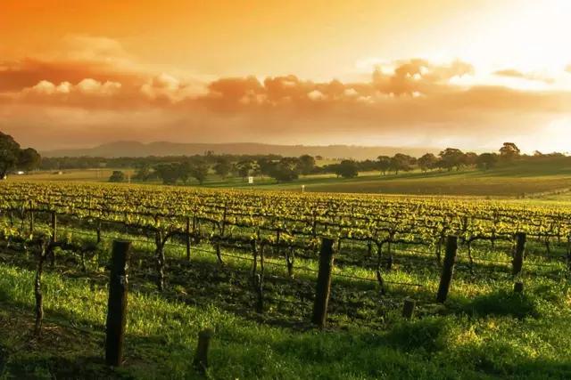 世界10大葡萄酒产区,世界十大顶级葡萄酒产区