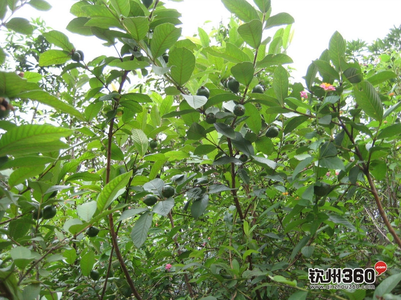 广西80后农村童年经典回忆,80后的童年回忆广西的农村生活