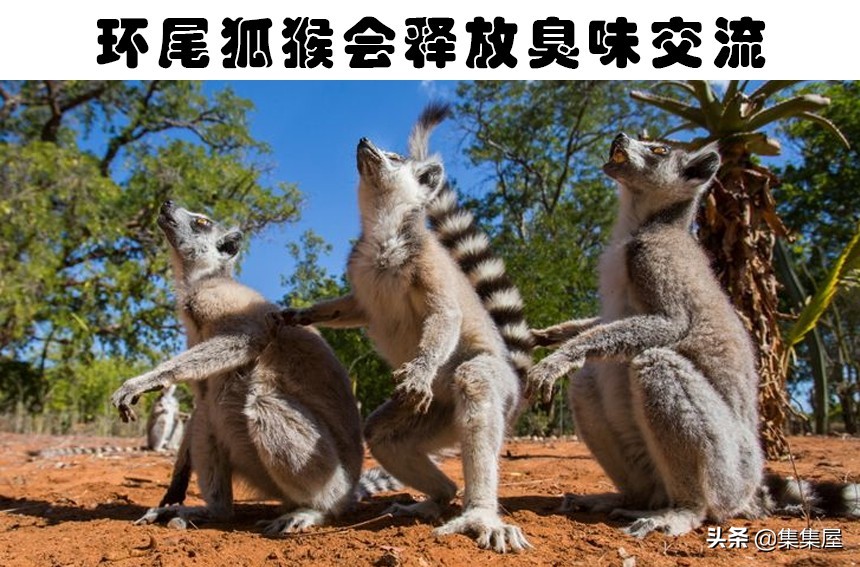 6个关于老鼠的有趣小知识,6个关于老鼠的有趣知识