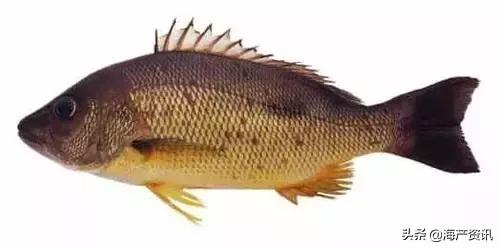 海洋科普世界上都有什么鱼,十种受欢迎的海鲜鱼类
