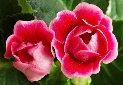 100种花的花语以及送花礼仪分享,100种花的名字和图片带花语