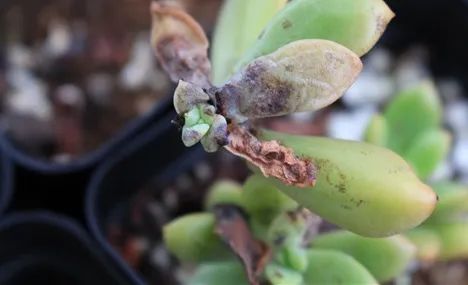 多肉煤烟病可以用酒精擦吗,多肉煤烟病怎么治