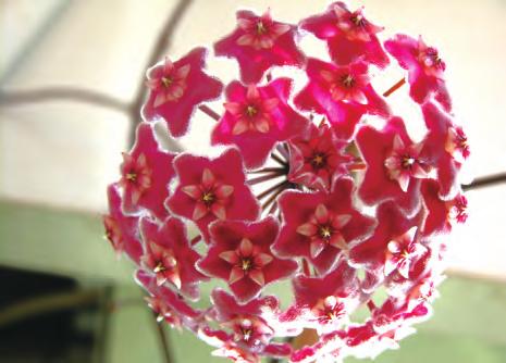 球兰种植夏季喜欢阳光,球兰花卉栽培方法