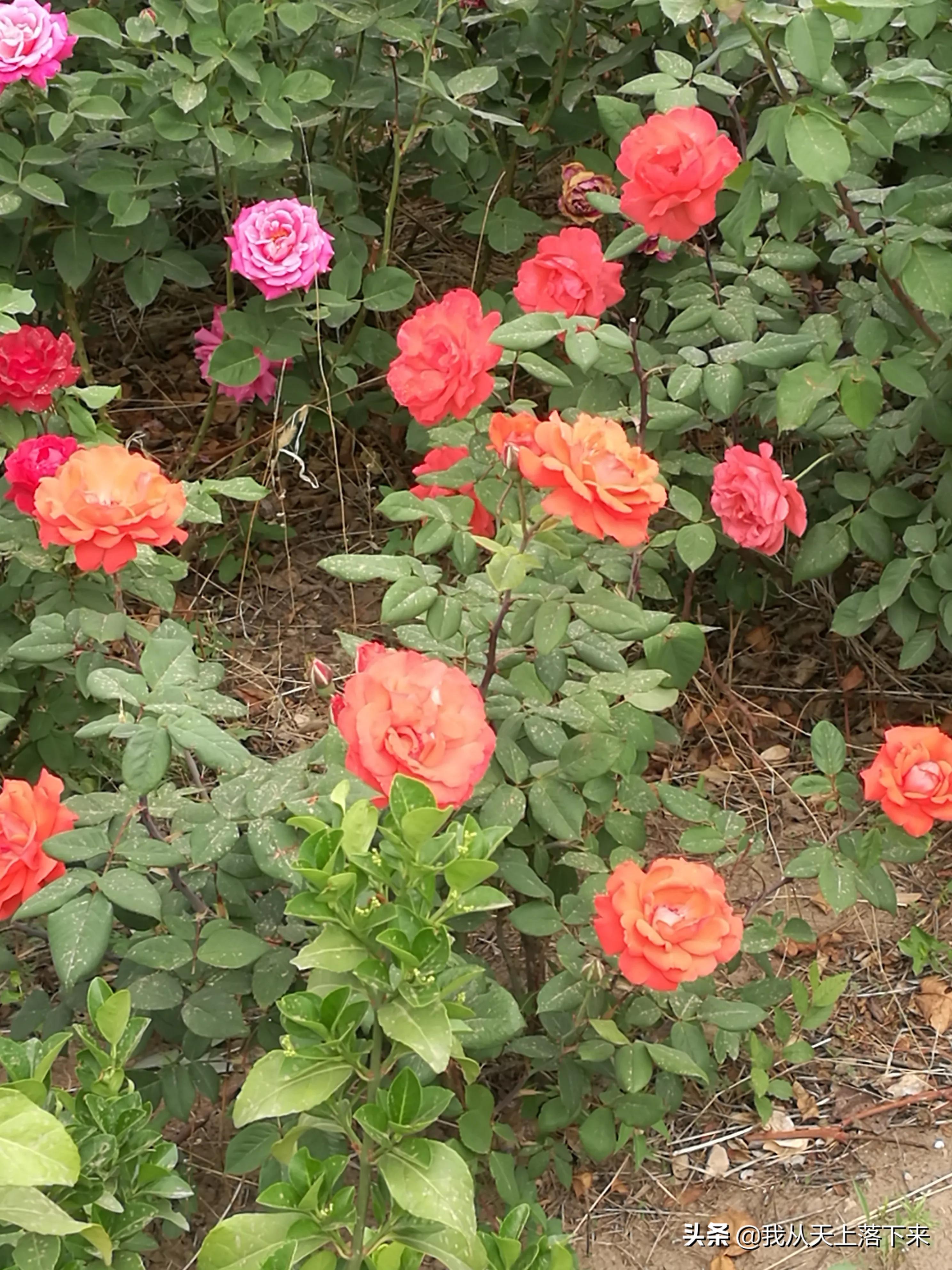 100张花朵美图,100张花图片大全