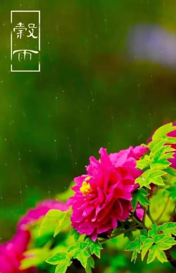 有关谷雨的诗词名句,谷雨诗词汇总