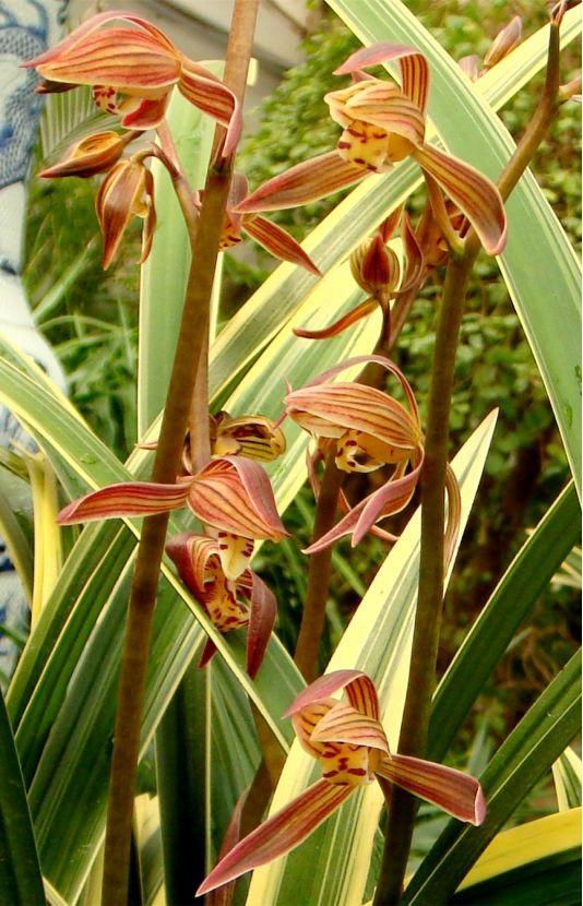 精品玉兰的品种及图片,国兰花朵不艳丽但香气清雅