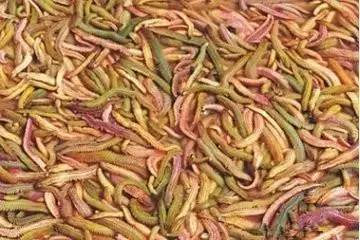 广东人一日三餐美食,广东人的日常美食生吃