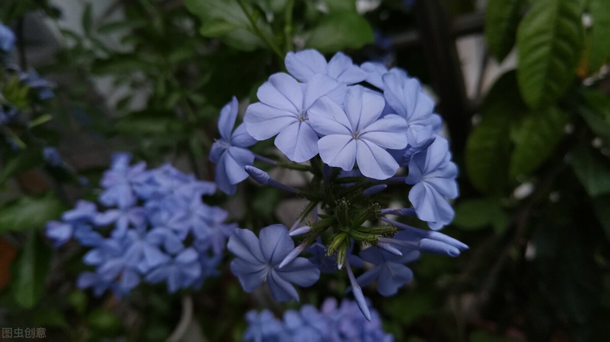 那些令人赞叹的庭院花卉,5种庭院生活方式的花卉