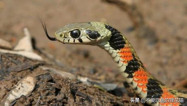 虎斑颈槽蛇：曾经被忽视的游蛇科有毒蛇类，毒液的来源靠收集？