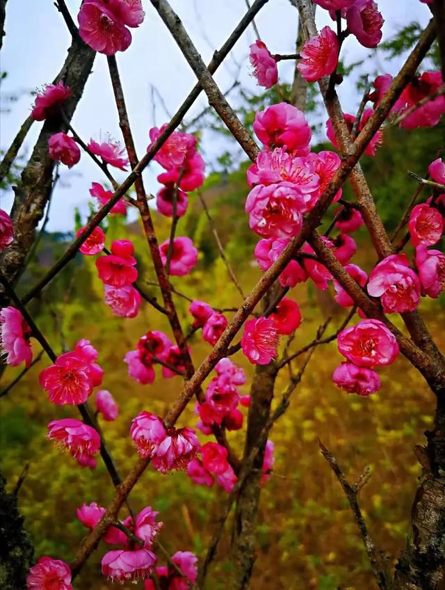 三尺讲台，万丈豪情——记监利名师刘奇平