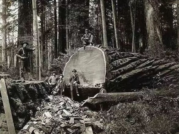 木皮染色材料视频,常见天然木皮