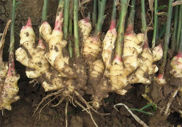 高良姜作用与用途,高良姜可做调料吗