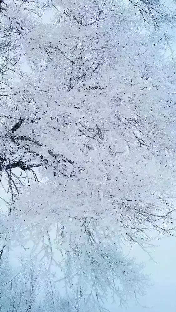 雾凇之美宛若仙境,连云港花果山雾凇美得像仙境