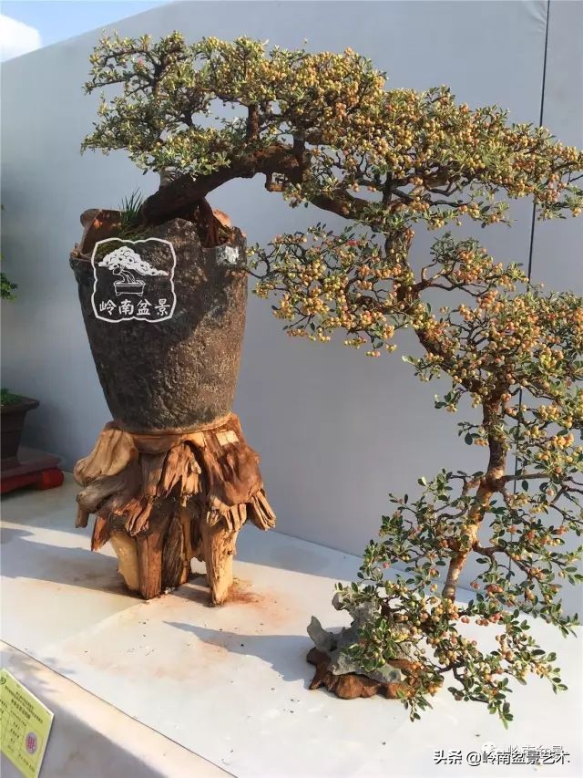 杂木盆景也毫不逊色,杂木盆景值钱吗