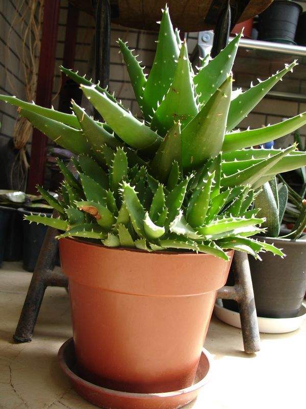 芦荟越来越干瘪如何挽救,芦荟瘪了咋办