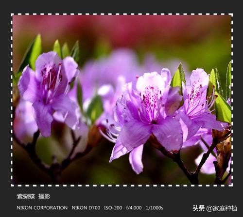 南方植物杜鹃,最容易养的植物杜鹃