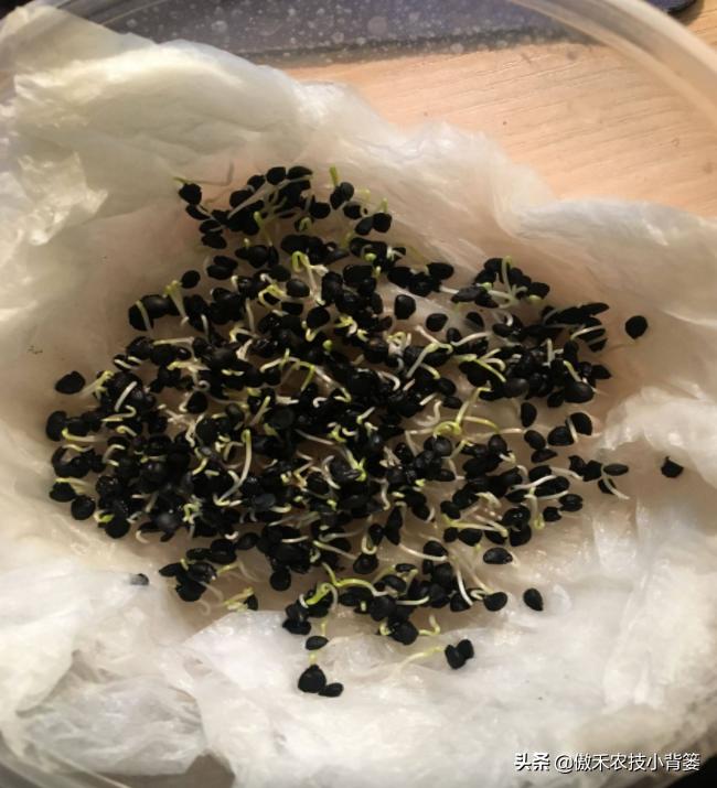 韭菜如何进行种子种植,韭菜播种方法和步骤