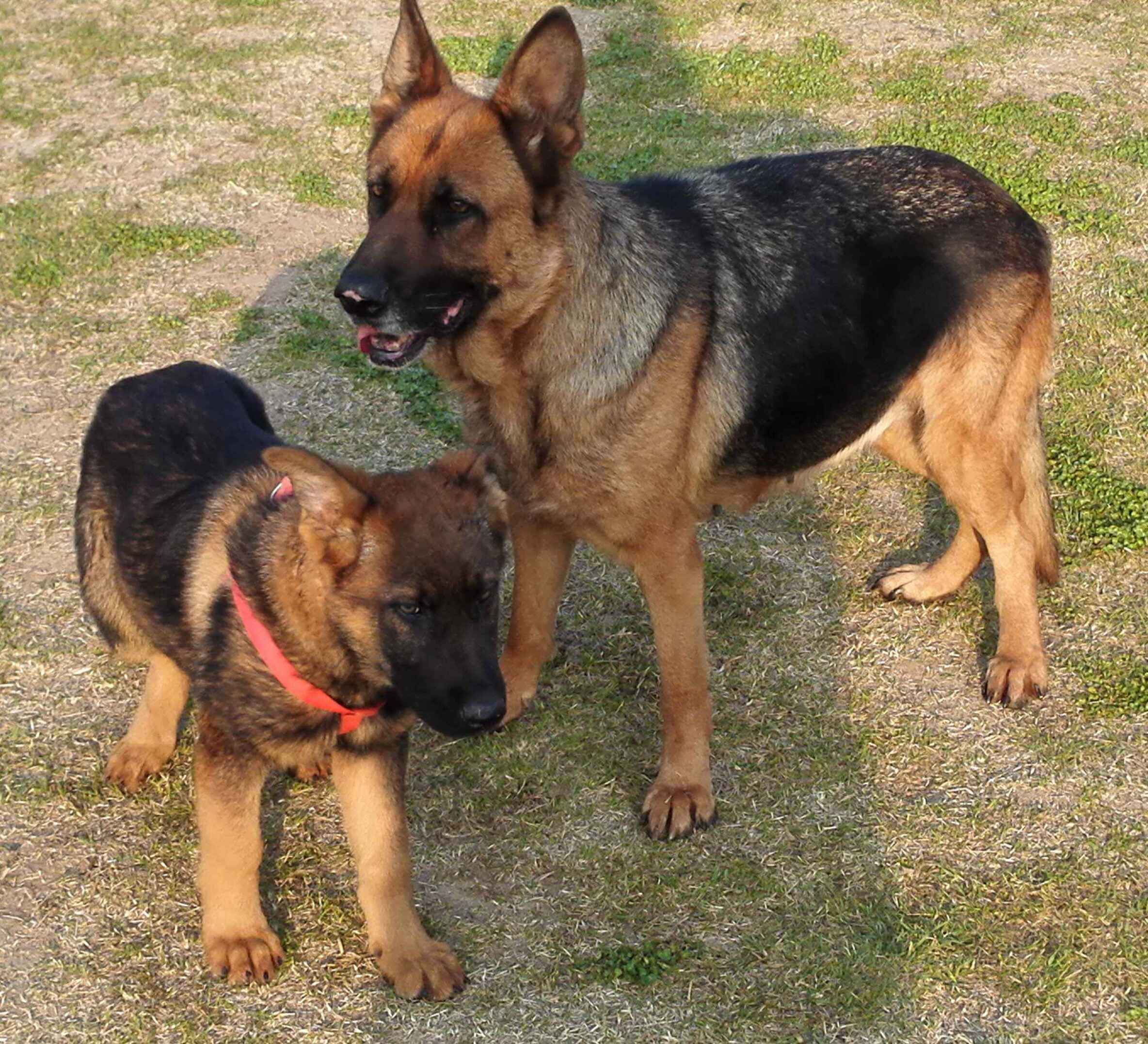 东德牧羊犬拉血是怎么回事,牧羊犬为什么会拉血呢