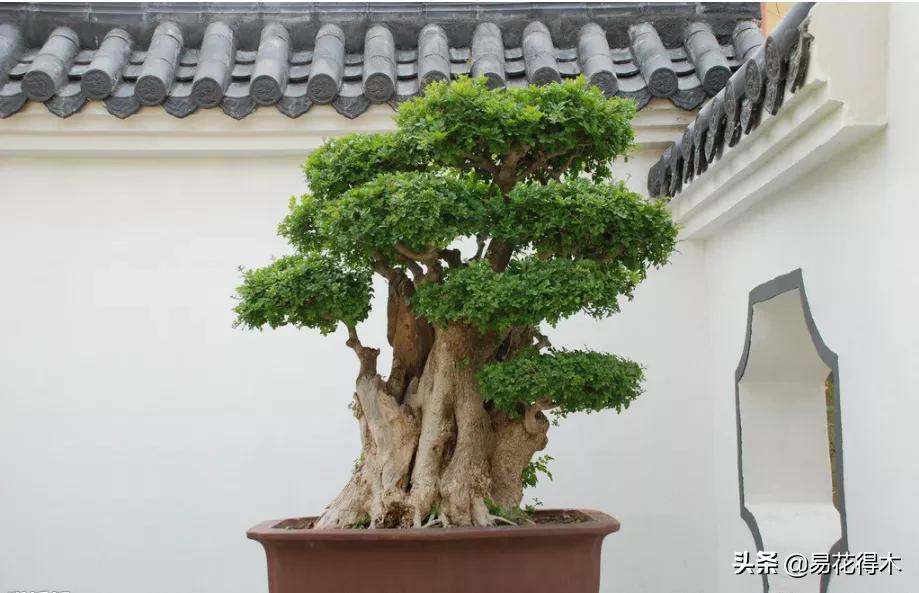 盆景制作技法与鉴赏教案,盆景制作与欣赏文章