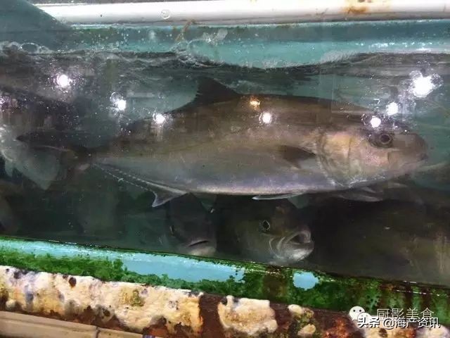 这些诱人的美食你吃过吗,世界上顶级海鲜大全你吃过几种