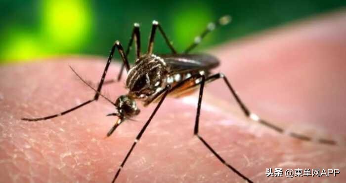 治疗登革热花费近万元，在柬埔寨你还敢生病？