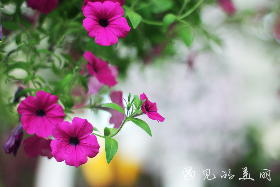 百万葵园有多坑,百万葵园免门票