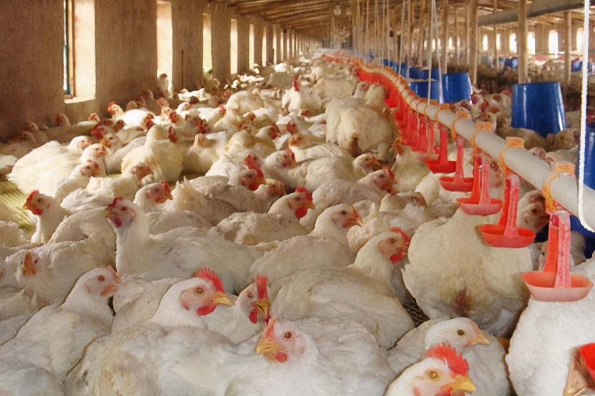 45天出栏肉鸡一只成本利润,养蛋鸡和肉鸡哪个利润高