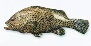 世界顶级海鲜鱼类,史上最完整鱼类海鲜图鉴