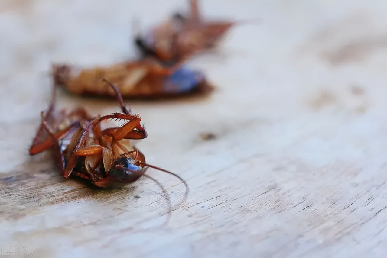 千万不要用脚去踩蟑螂危害可大了,蟑螂能用脚踩死吗