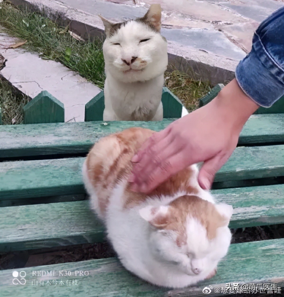 全网最可爱猫整天撒娇卖萌,全网最委屈的猫