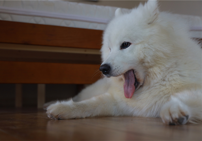 狗狗流鼻血是什么病的前兆,狗狗鼻口有白色浓鼻涕是怎么回事