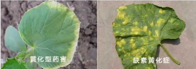 玉米二甲戊灵药害什么症状,棉花药害症状及防治方法