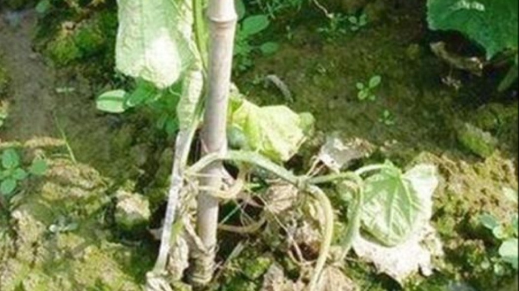 黄瓜叶子萎了是怎么回事,黄瓜叶片发黄枯萎怎么挽救