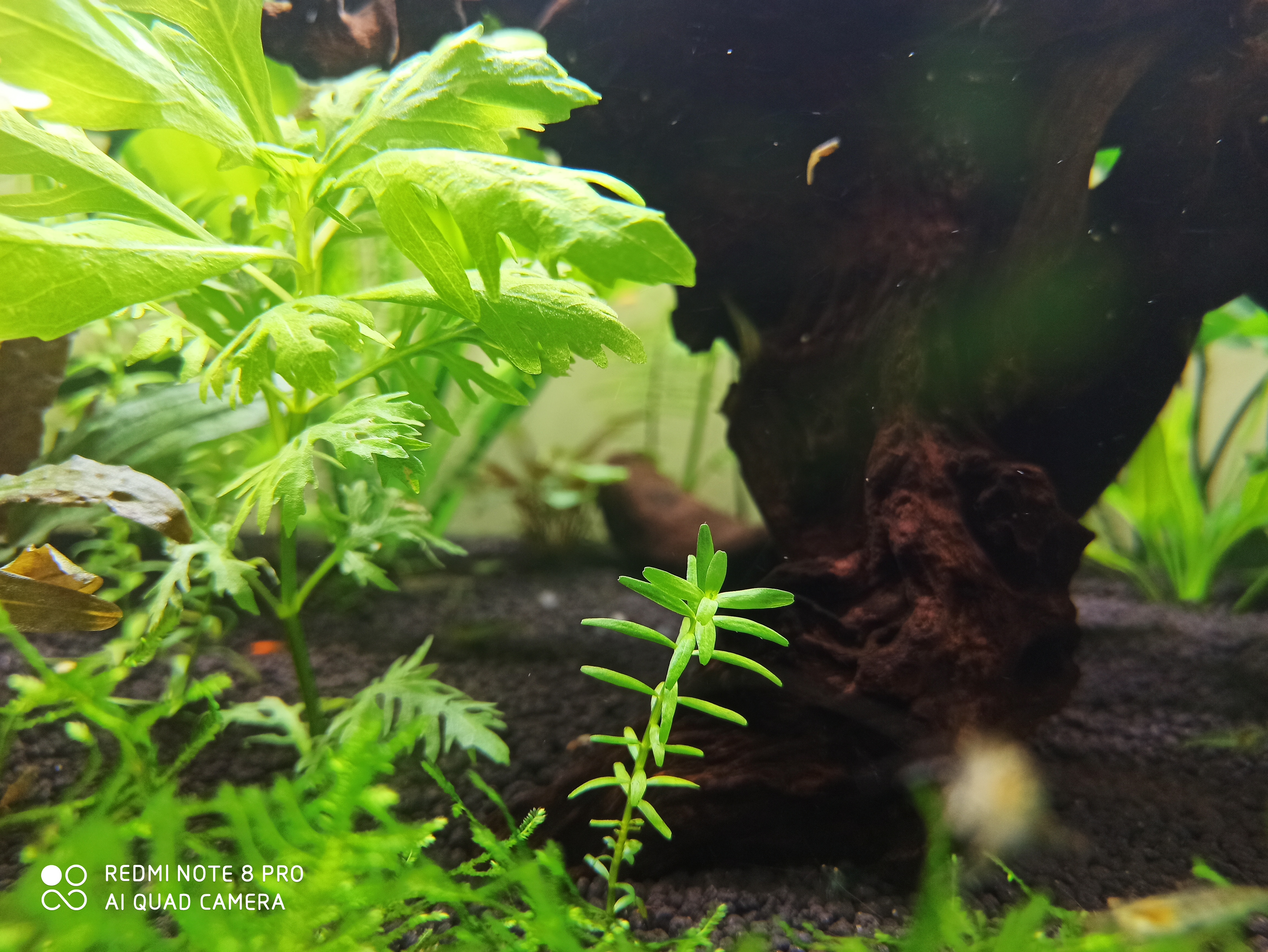 入坑草缸的两个作品,新手草缸用什么过滤最佳