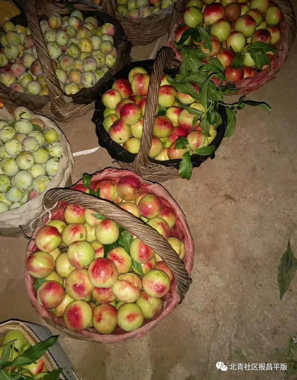 又到了采摘油桃的季节,油桃采摘季来袭你准备好了吗