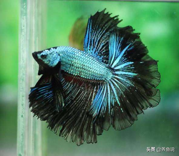 观赏鱼打氧多久合适,养观赏鱼需要加温吗