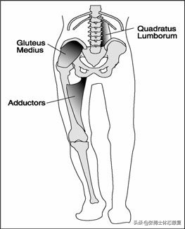「译文分享」人体侧向子系统与单腿运动的稳定性