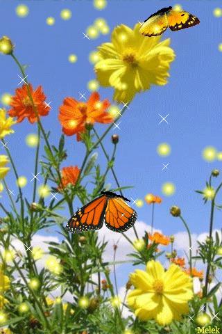 神秘的水中花,趣味神奇的水中花