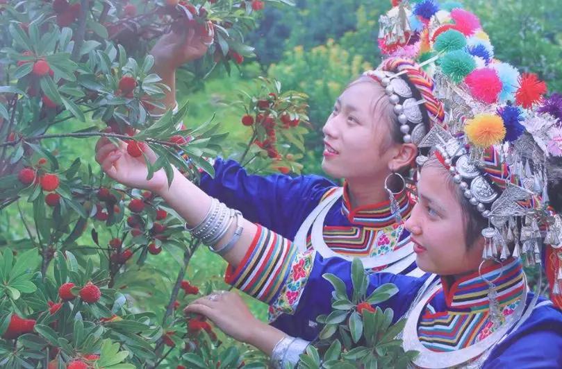 杨梅为什么成了网红水果,中国台州网红杨梅