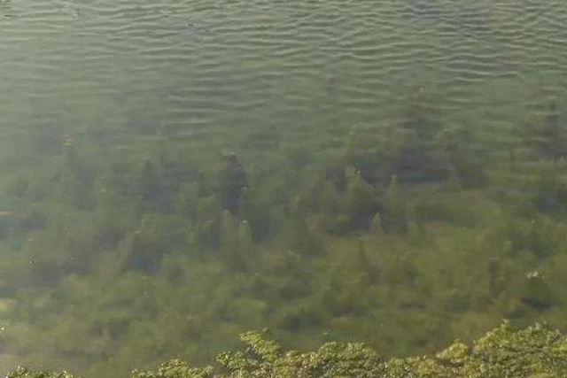 现在虾田里怎么起青苔,如何杀灭虾稻田青苔